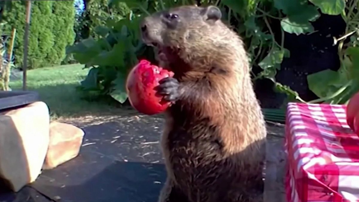How 'Chunk' the Groundhog Tore Up a Delaware Garden and Became a Global Sensation. – NBC Connecticut - Vimarsana News