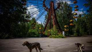 A photograph shows dogs passing by a Ferris wheel in background in the ghost town of Pripyat near the Chornobyl Nuclear Power Plant on May 29, 2022, amid the Russian invasion of Ukraine.