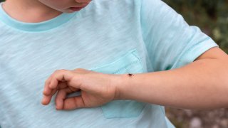 Powassan Virus Is in the News: Here Are 6 Facts About the Tick-Borne Illness