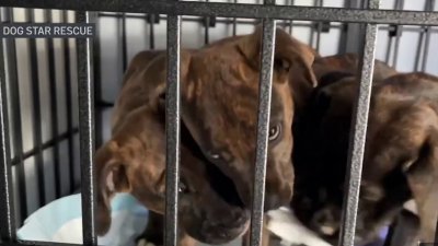 Dog Star Rescue Works to Clear the Shelters – NBC Connecticut