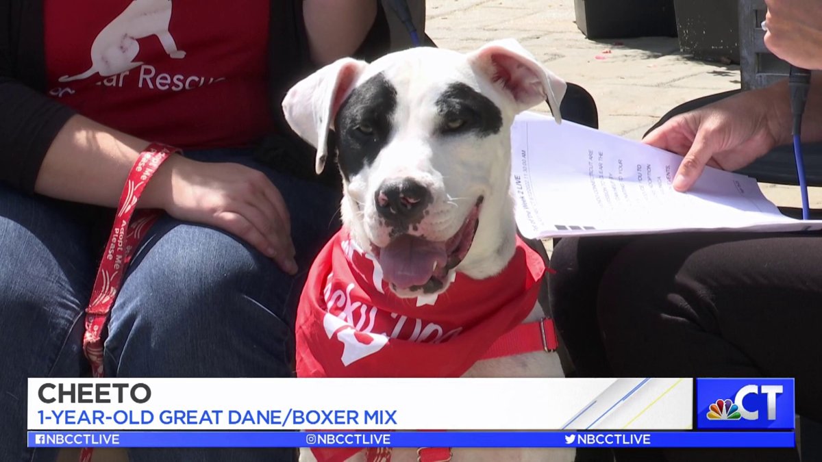 CT LIVE! Help Clear the Shelters and Adopt Cheeto! NBC Connecticut