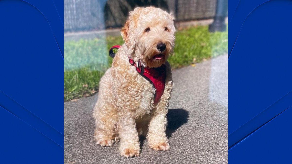 Person Steals Car With Dog Inside in Milford - Vimarsana News