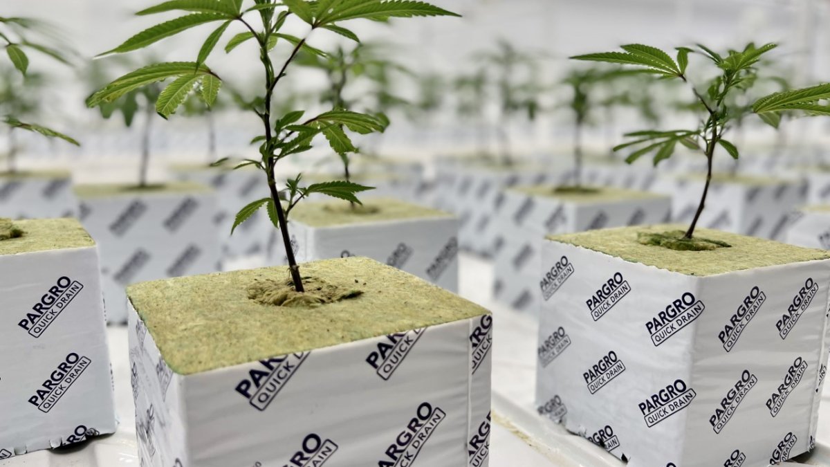 Cannabis Cultivator Plans to Open in Norwich - Vimarsana News