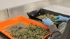 Recreational Cannabis Sales Can Begin on Jan. 10: Officials