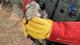 Coopers hawk rescued in Newington