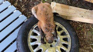 Fox with head stuck in tire 1200