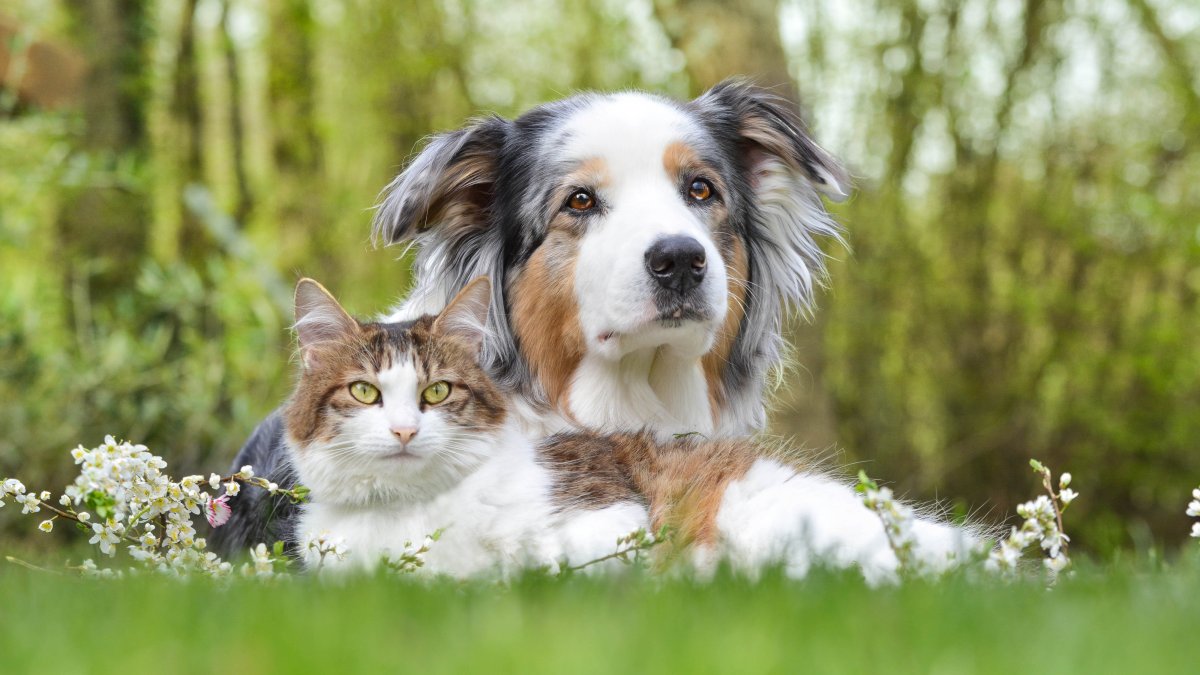 Clear The Shelters Using the WeRescue App – NBC Connecticut - Vimarsana News