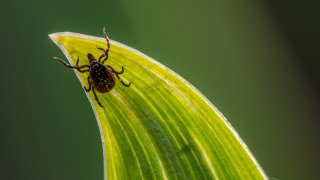File photo of a tick in a garden.