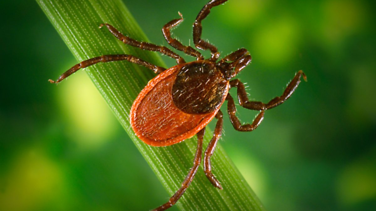 Major Test of Possible Lyme Vaccine Underway – NBC Connecticut - Vimarsana News
