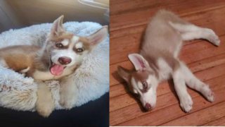 Photos of a Husky puppy that was stolen in Bridgeport