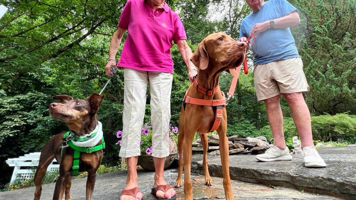 Two Dogs Recovering After Being Bitten by Venomous Snake in Glastonbury –  NBC Connecticut