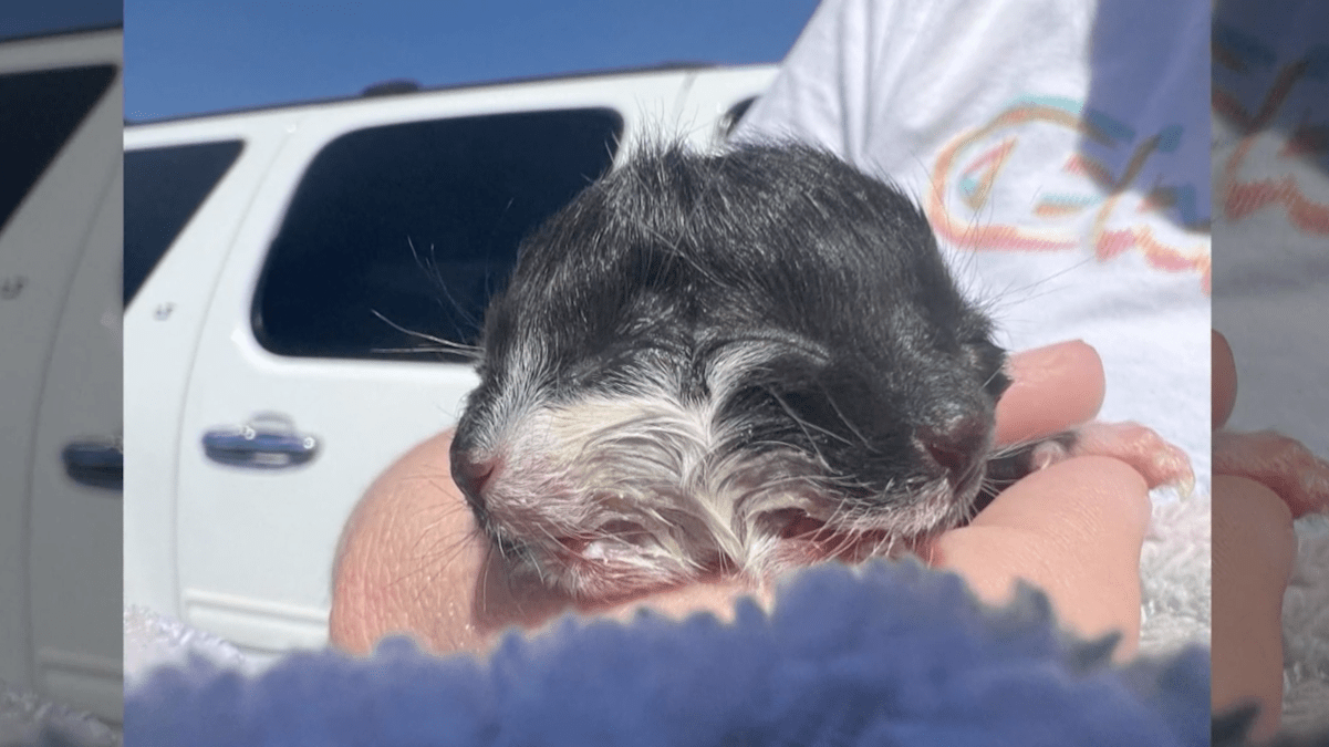 Kitten Born With Two Heads in Arkansas Named After Two-faced 'Batman' Villian – NBC Connecticut - Vimarsana News
