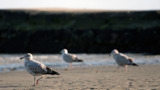 eagulls standing on the sea shore