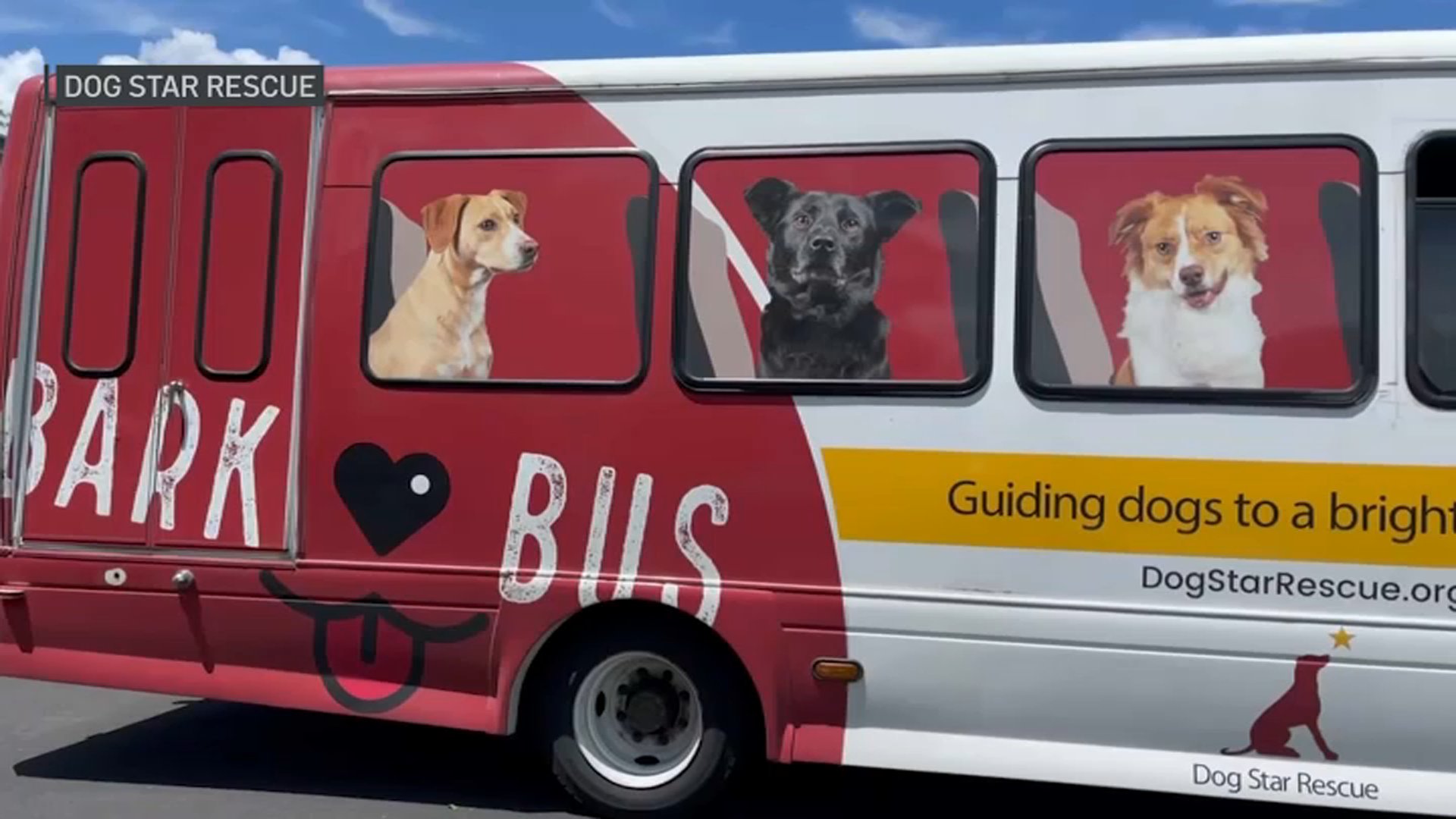 Bark Bus Brings Dogs From Overcrowded Shelters to Connecticut for Adoption