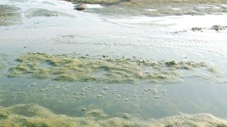 Green algae