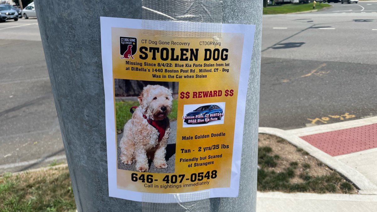 Officials Find Car, Dog Stolen Out of Milford - Vimarsana News