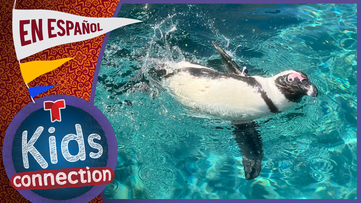 Kids Connection en Español Aprenda Sobre Las Criaturas Marinas NBC