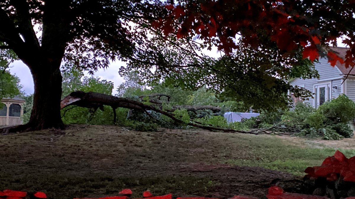 Several People Hospitalized After Tree Falls Down in Thompson - Vimarsana News