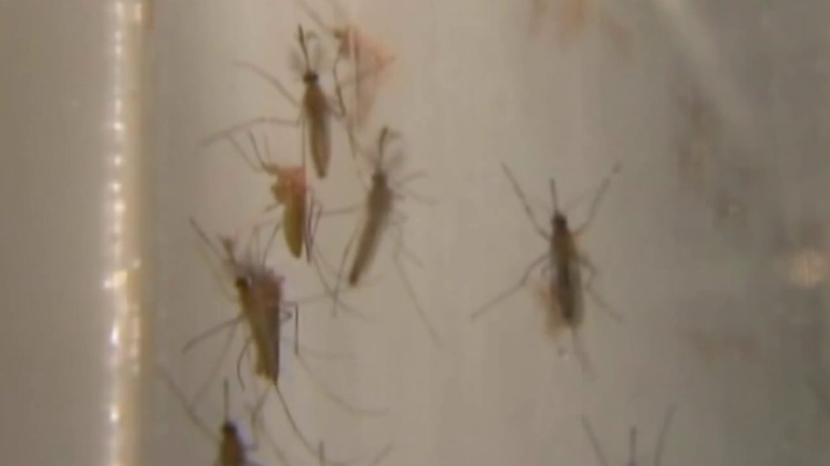 West Nile Virus Has Been Detected in Nearly Two Dozen Connecticut Towns ...