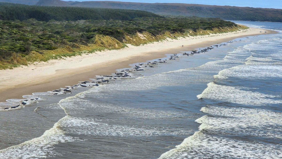 Pounding Surf Kills Nearly 200 Whales Left Stranded on Australian Coast - Vimarsana News