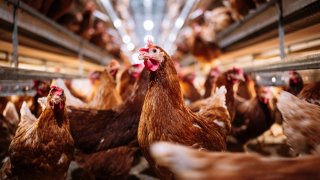 Indoor farm of hens that lay eggs