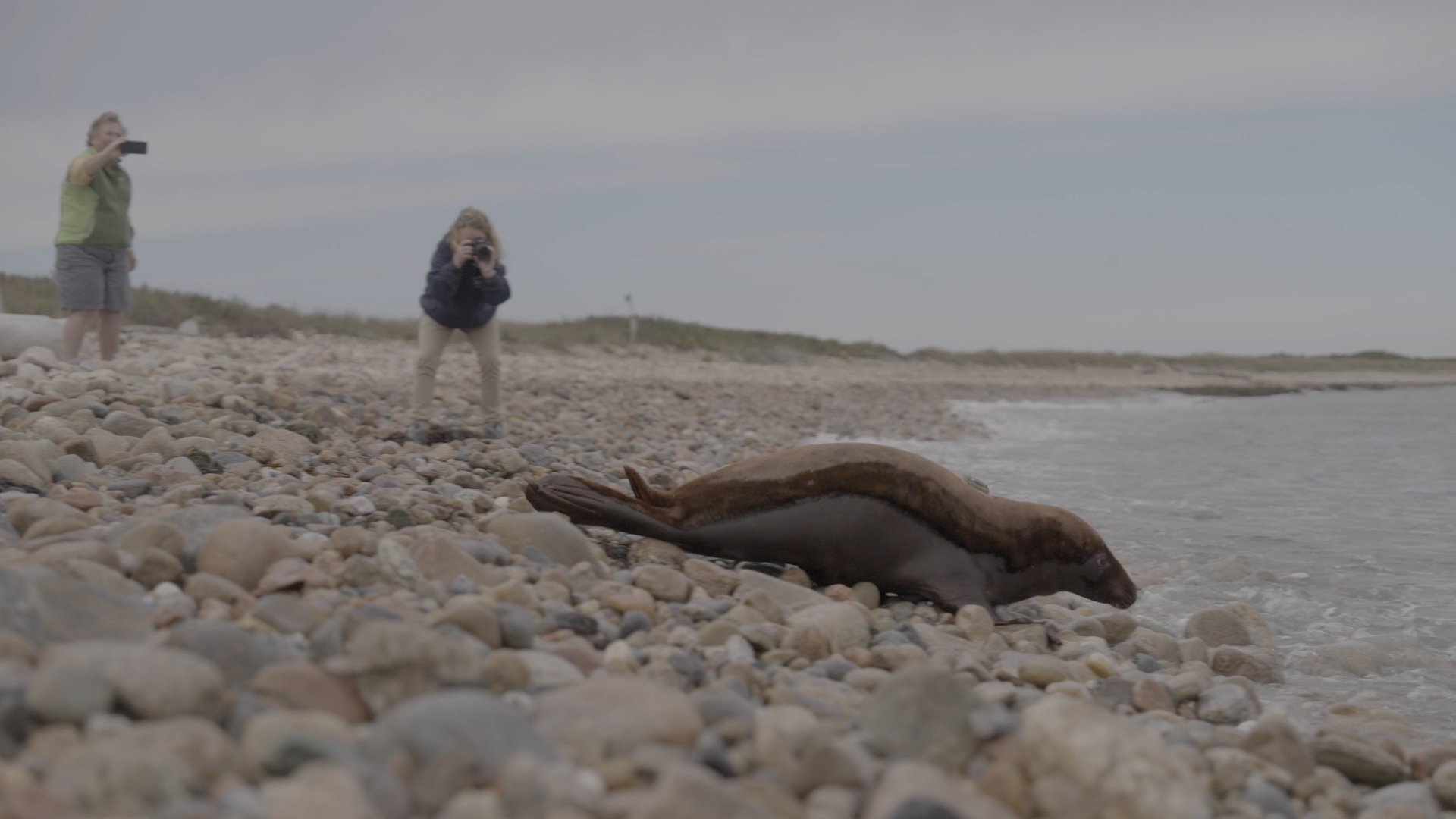 Mystic Aquarium Releases Beloved Seal 'Shoebert' – NBC Connecticut Mystic Aquarium Releases Beloved Seal 'Shoebert' – NBC Connecticut