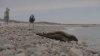 Mystic Aquarium Releases Beloved Seal ‘Shoebert'