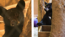 An updated image of Indra and Izzy at Kilham Bear Center.