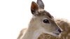 Hemorrhagic Disease Found in Several Dead White-Tailed Deer in CT