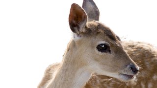 Face of a deer