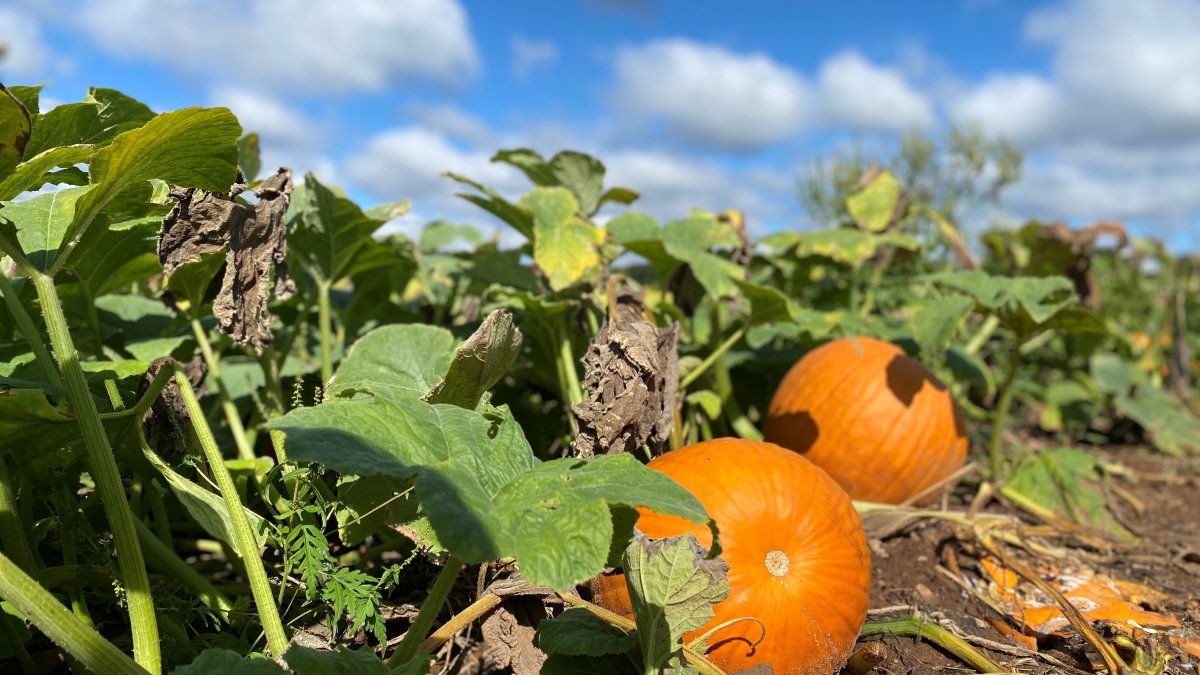 Drought Affecting Apple and Pumpkin Picking This Season - Vimarsana News