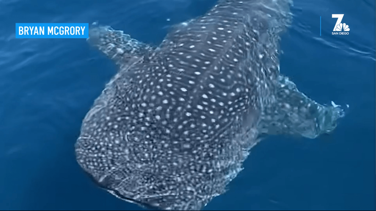 'Once in a Lifetime' Whale Shark Sighting Off the Coast of San Diego – NBC Connecticut - Vimarsana News