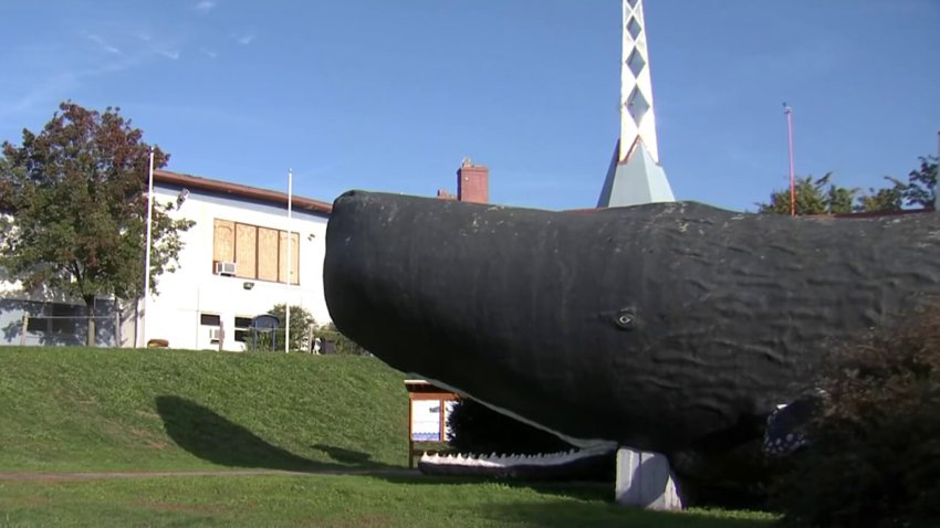 Effort Underway to Save Beloved Whale Conny in West Hartford