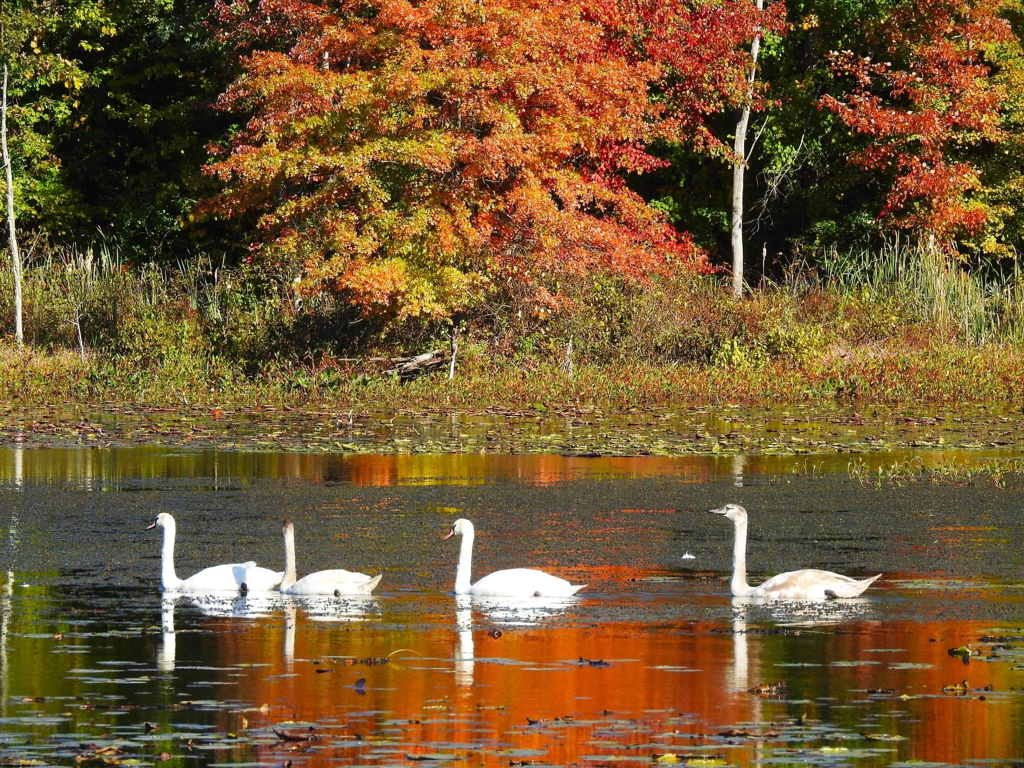 Young swans enjoying the fall weather. Photo by Lori Golden