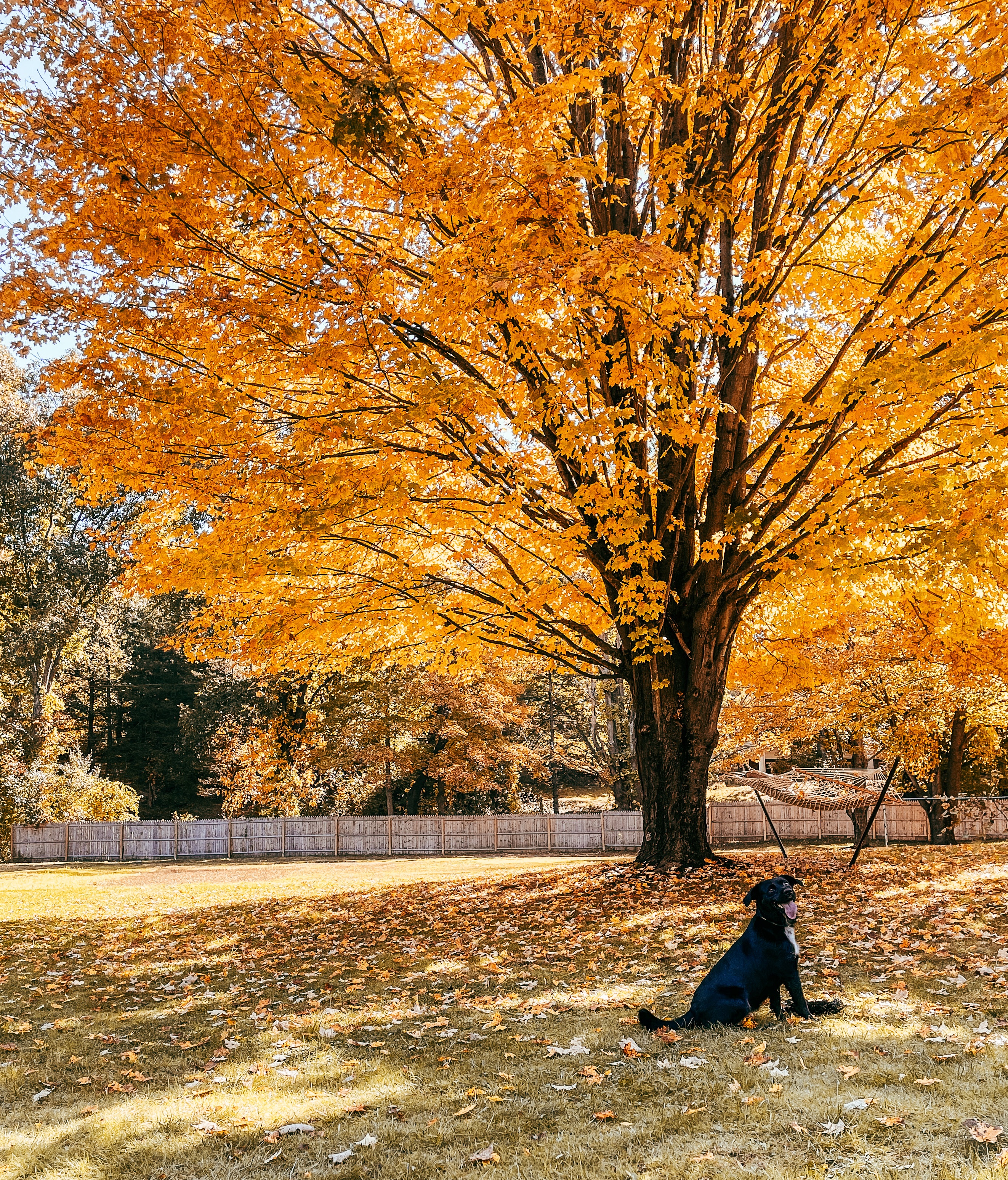 Pup Lacie is loving the fall leaves! 
From Mariah Castico