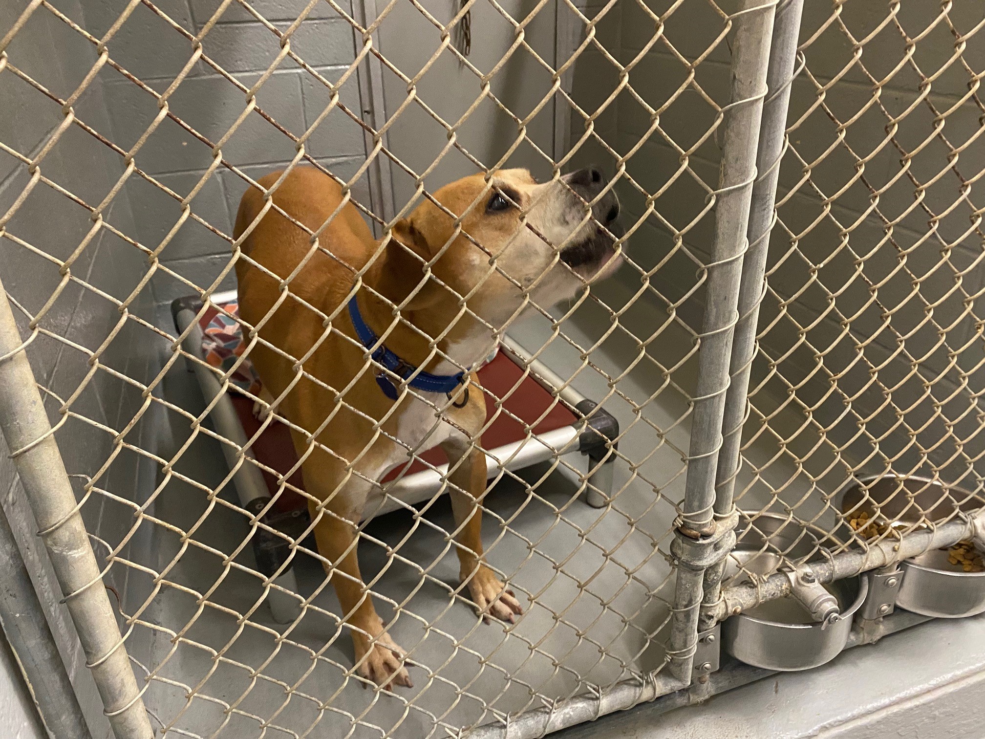 Homes Needed for All Dogs at Middlebury Animal Rescue Within the Month – NBC Connecticut Homes Needed for All Dogs at Middlebury Animal Rescue Within the Month – NBC Connecticut