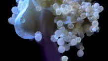 A hibiscus flower with pollen spores, taken at 10 times the magnification.