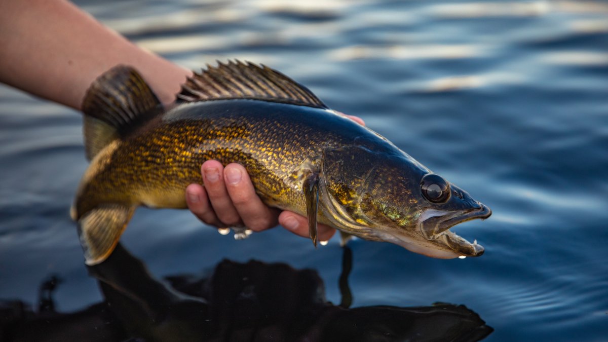Investigation Ongoing in Competitive Fishing Cheating Scandal – NBC Connecticut - Vimarsana News