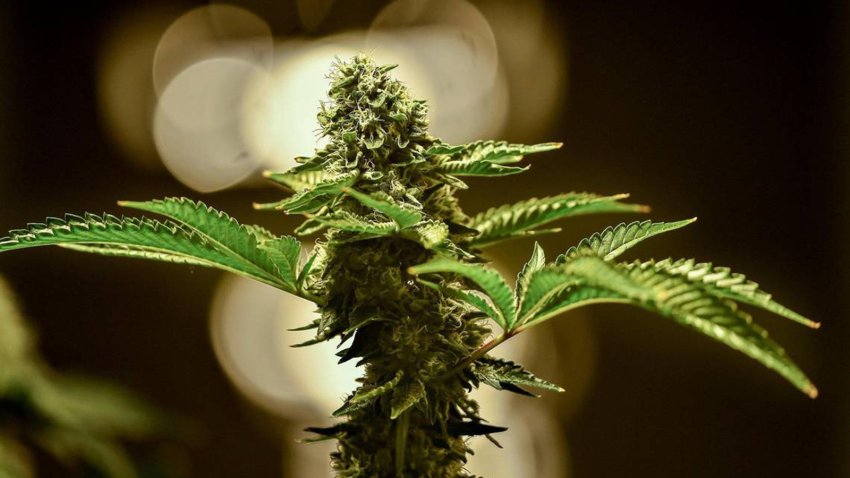 Biden Announces Plan to Reform Federal Marijuana Laws