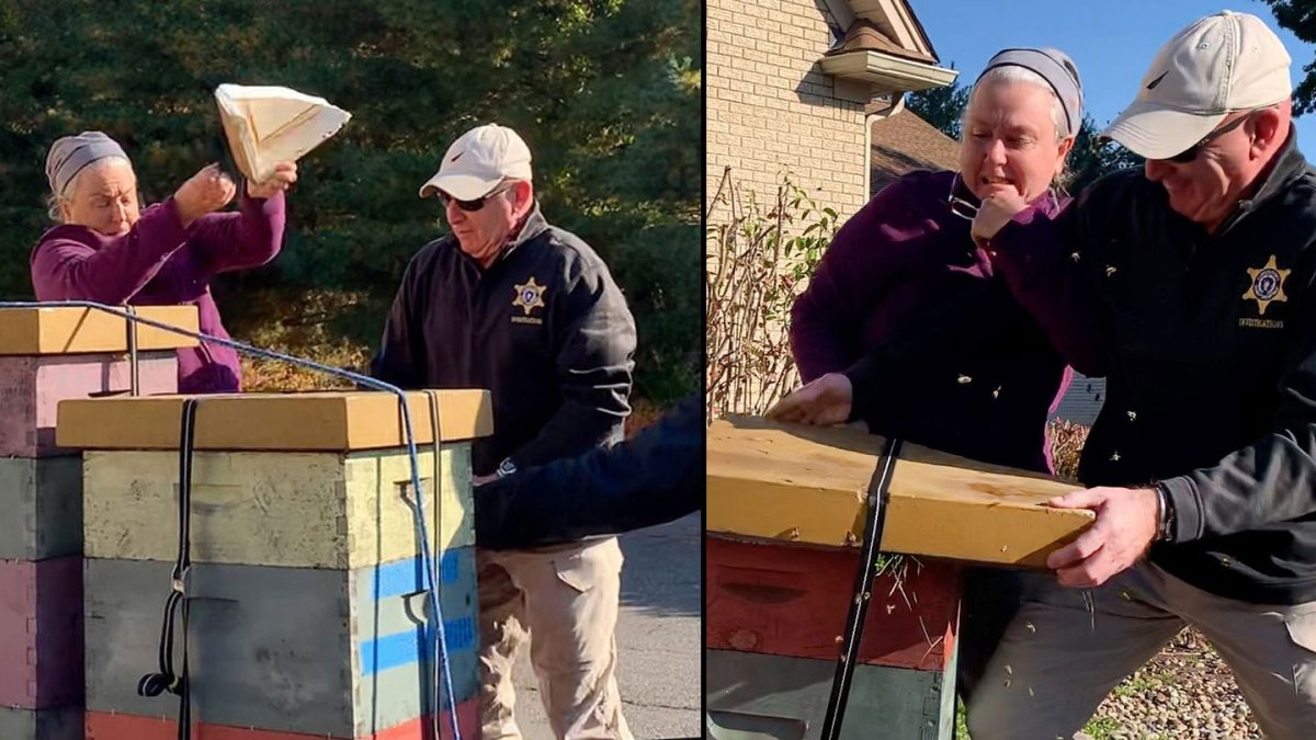 Longmeadow MA Bee Attack: Woman Facing Charges for Unleasing Hive on Deputies – NBC Connecticut - Vimarsana News