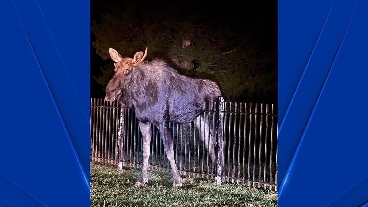 Fire department uses Jaws of Life to rescue moose stuck on fence