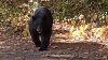 ‘Help! Help! Help!': Morris Neighbor Helped Free Child From Bear's Grip