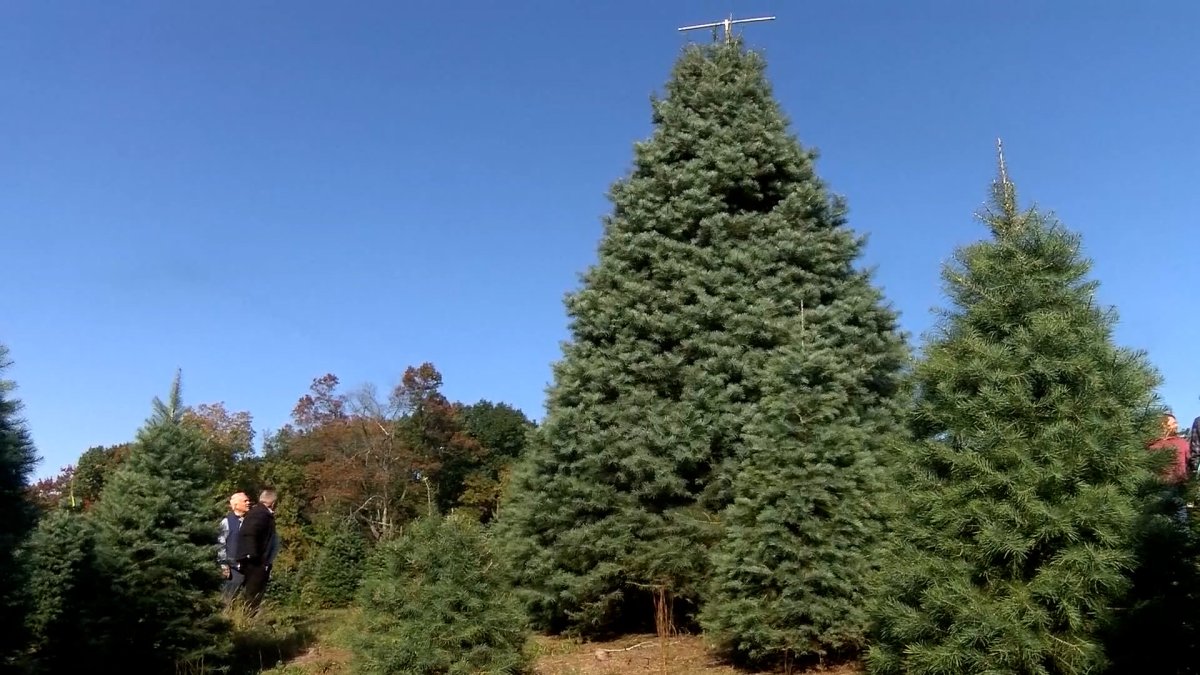 The White House Christmas Tree Coming From a Pennsylvania Farm NBC