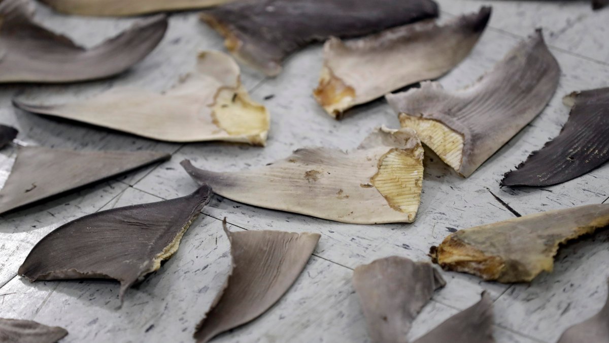 Wildlife Conference Boosts Protection for Sharks, Turtles – NBC Connecticut - Vimarsana News