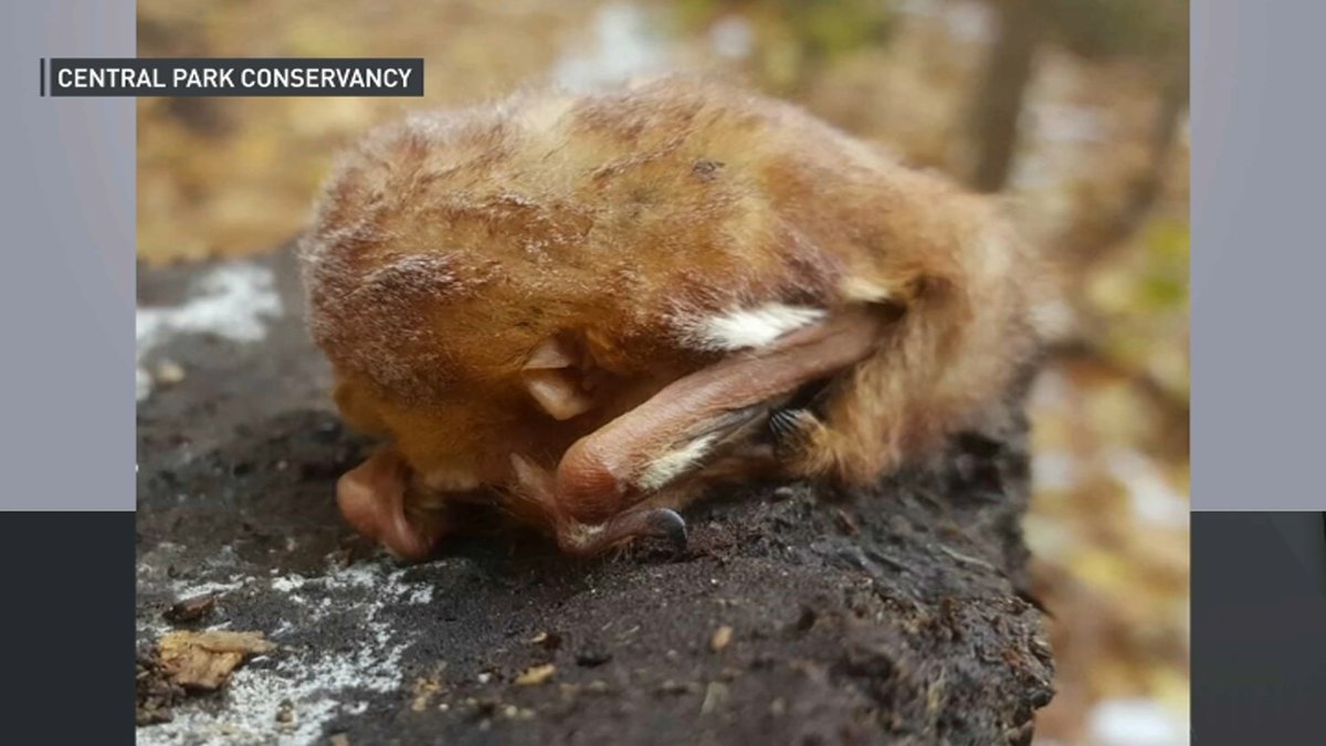 Bat Curled Central Park: Look Out for Bats on Ground, In Shock From Cold – NBC ...