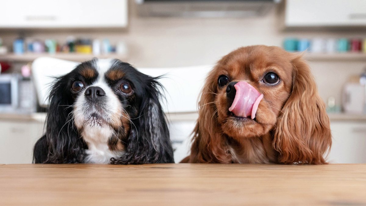These Thanksgiving Foods Are Dangerous to Dogs – NBC Connecticut - Vimarsana News