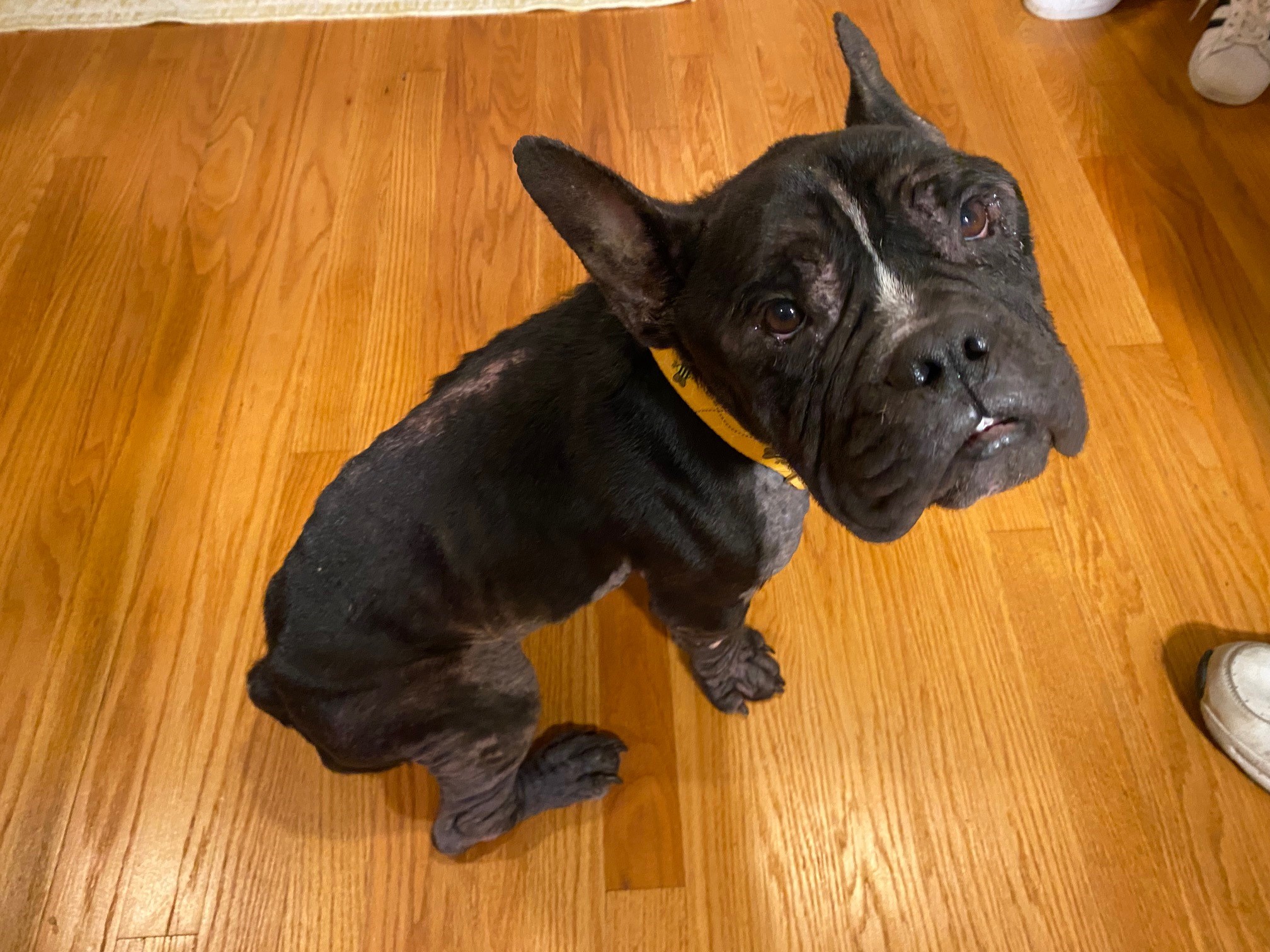 Emaciated, Injured Dog Found Along Route 8 in Care of Dog Rescue – NBC ...