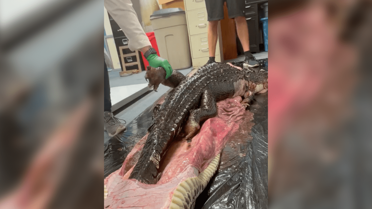 Video of Alligator Swallowed Whole by Python in Florida Everglades – NBC Connecticut - Vimarsana News