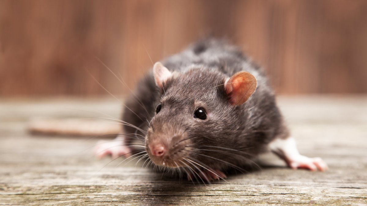 New York City Wants to Hire a 'Rat Czar'—and Could Pay Them $170,000 Per Year – NBC Connecticut - Vimarsana News