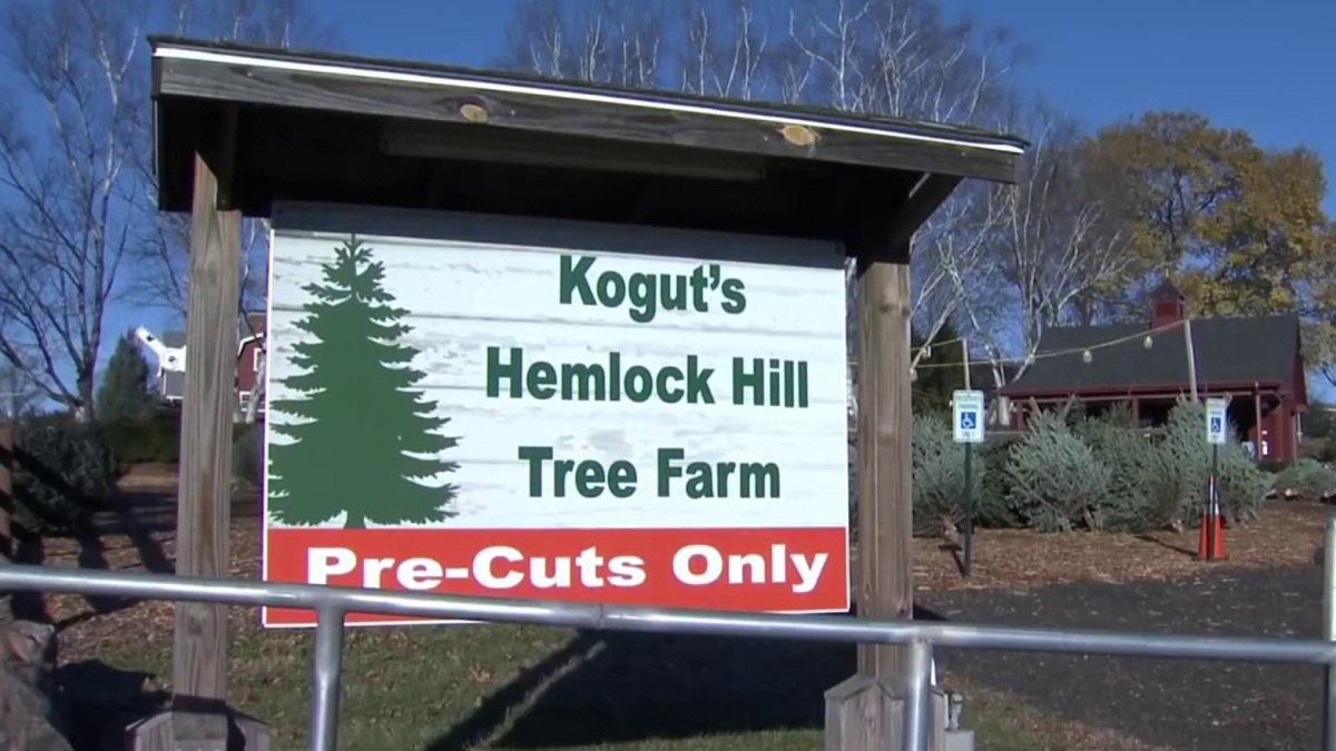 Meriden Christmas Tree Farm Expects a Busy Weekend NBC Connecticut